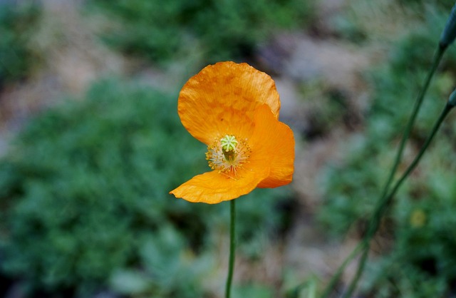 flower, poppies, solitary