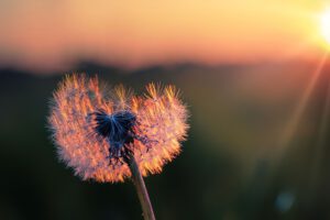 dandelion, seeds, nature