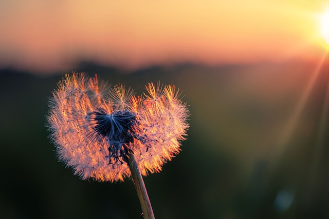dandelion, seeds, nature