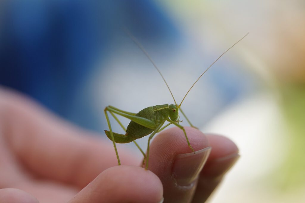 protection of species, environmental protection, insects